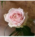 ΤΡΙΑΝΤΑΦΥΛΛΑ ΡΟΖ 60εκ. ΕΛΛΗΝΙΚΑ  ROSEN  SWEET - AVALANCE